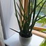 indoor plants Image 2
