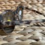 Designer Sunglasses "Cheap Monday" BNWT Image 3