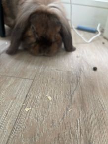 rabbit