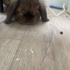 rabbit