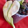 Philodendron Whipple Way mint Image 4