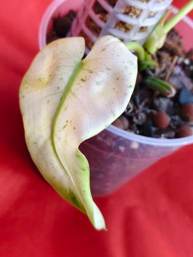 Philodendron Whipple Way mint