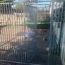 dog run fencing panels Image 2