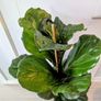 Fiddle leaf Fig Plant Image 2