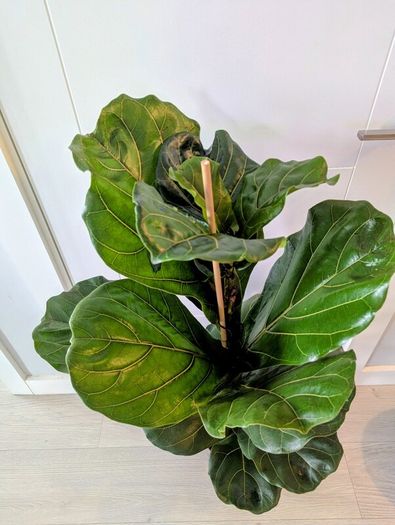 Fiddle leaf Fig Plant