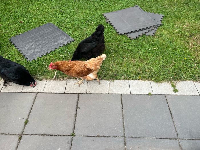 chicken
