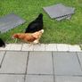 chicken Image 2