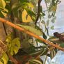 Baby Female Yemen Chameleon 3 Months Old Image 6