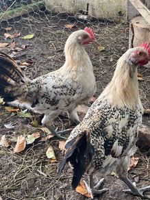 Free Lemon pencil roosters