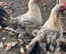 Free Lemon pencil roosters