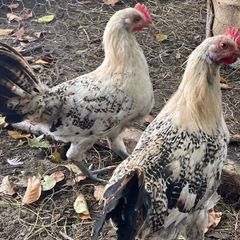 Free Lemon pencil roosters