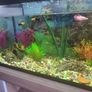 Fish tank Image 7