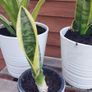 Sansevieria/ snake plant Image 4