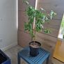 Guava plant Image 2