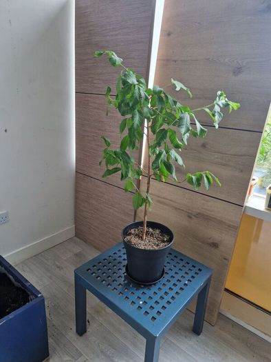 Guava plant