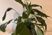 Spathiphyllum (Peace Lily) Houseplant