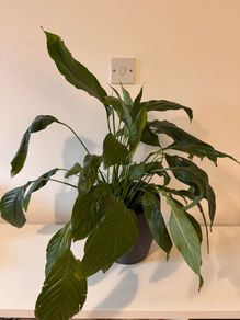 Spathiphyllum (Peace Lily) Houseplant