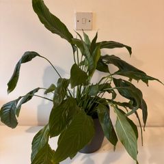 Spathiphyllum (Peace Lily) Houseplant