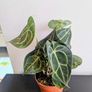 Anthurium Clarinervium Plant Image 4