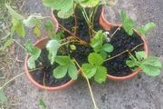 strawberries