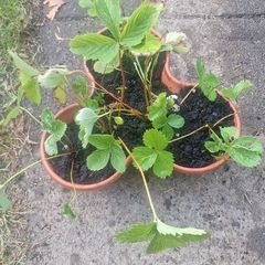 strawberries