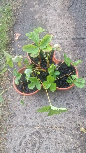 strawberries