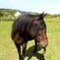 aoife.tyrone