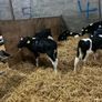 friesian heifer calves Image 2