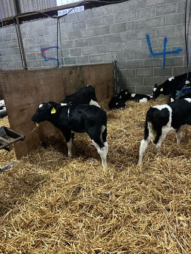 friesian heifer calves
