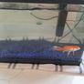 Pet Image 3