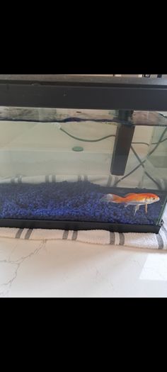 Pet