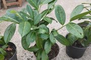 Laurel Hedging plants .