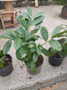 Laurel Hedging plants .