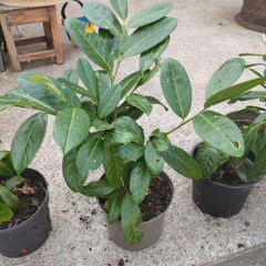 Laurel Hedging plants .