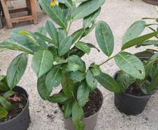 4 Laurel Hedging plants.