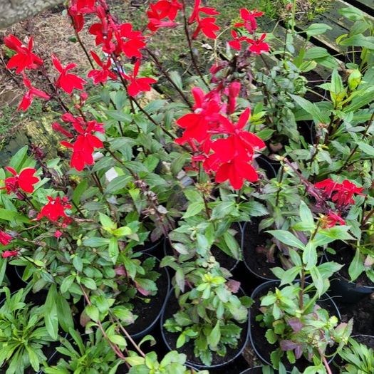 clearance of 100 plants/shrubs