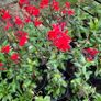 clearance of 100 plants/shrubs Image 2