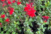 clearence of 50 plants/shrubs