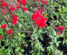 clearence of 50 plants/shrubs