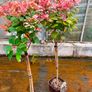 hydrangea Ophelia Image 2