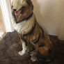 Vintage Rough Collie Dog Image 9