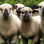 Hampshire Down Lambs Image 2