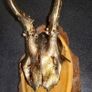 Real antlers wall decor price for each Image 2