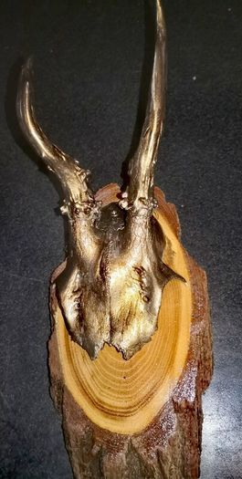 Real antlers wall decor price for each