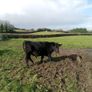 7 angus X bullocks for sale Image 2