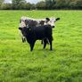 Suckler cows and calves Organic Speckle Park Image 2