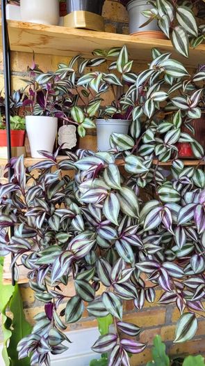 Trailing House Plants.