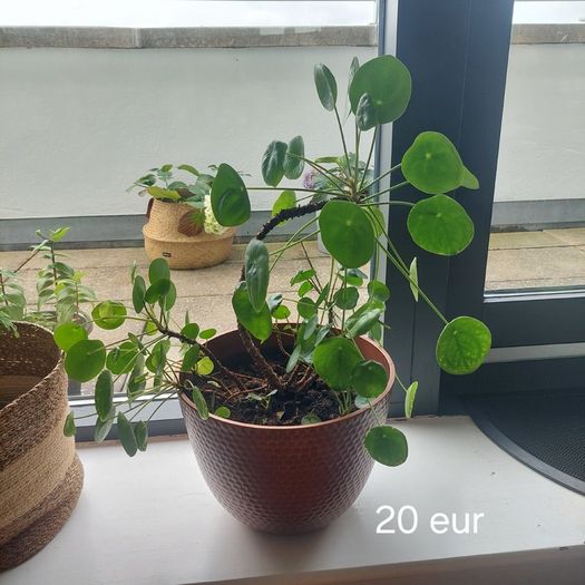 Plants