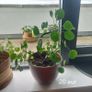 Plants Image 8
