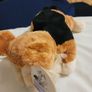 Simply Adorable Plush Soft Toy Dog Brand New Image 3